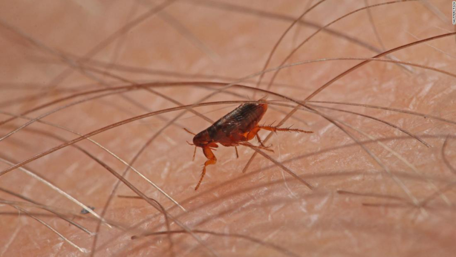 ¿Cómo eliminar pulgas de manera efectiva?