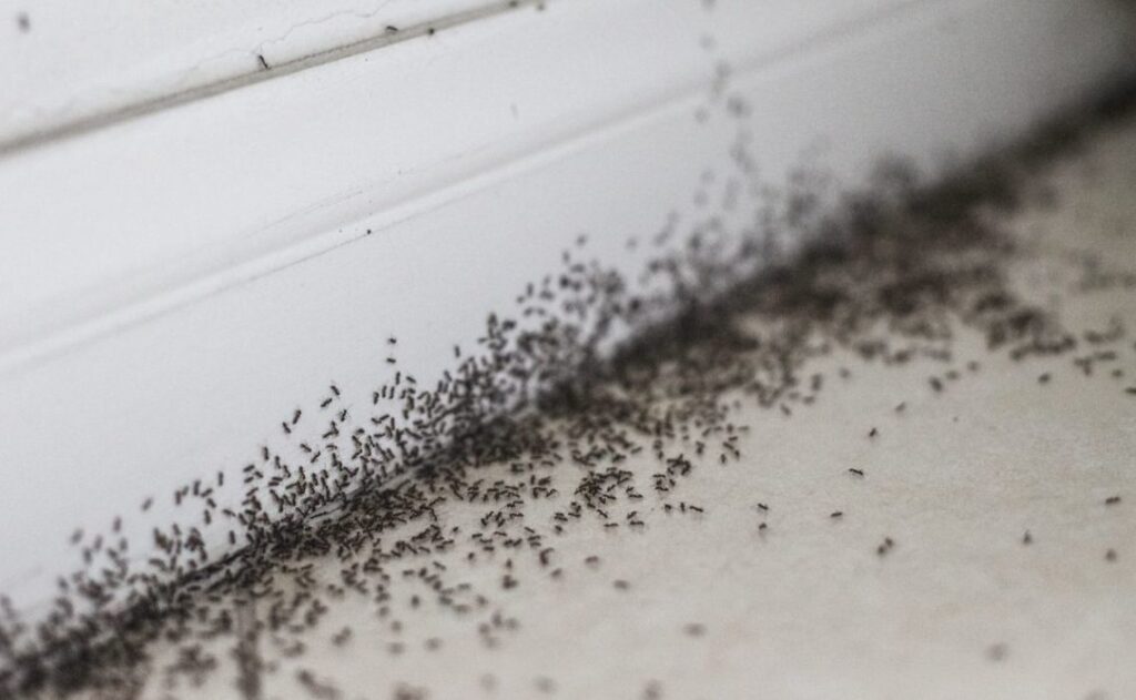 eliminar plagas de hormigas
