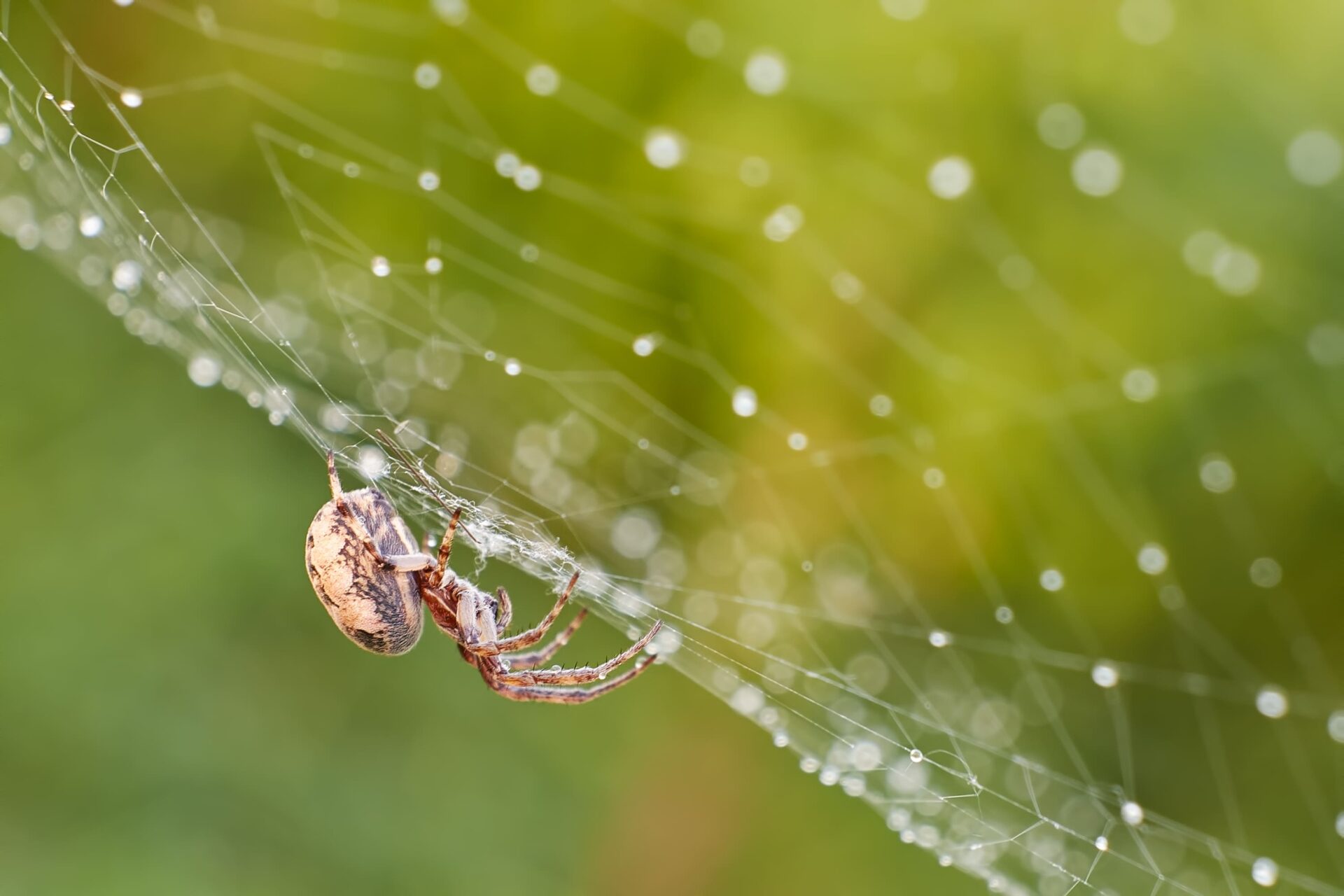 Consejos para eliminar una plaga de arañas
