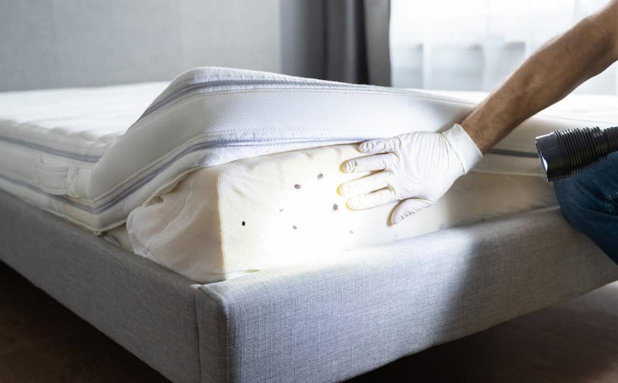 ¿Cómo eliminar las chinches de la cama con efectividad y seguridad?